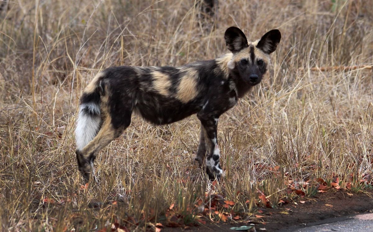 Chiens sauvages d'Afrique