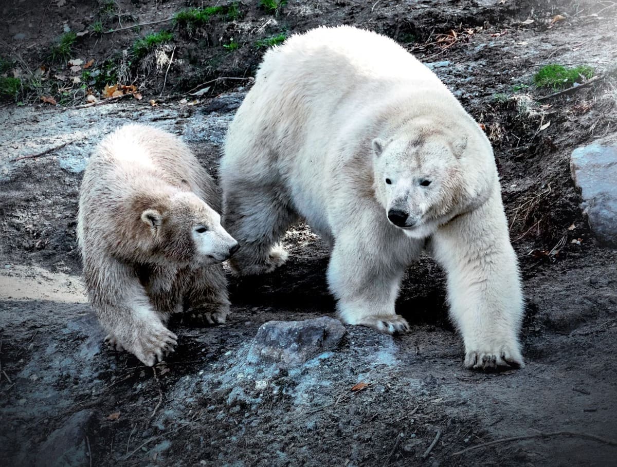 Ours blanc