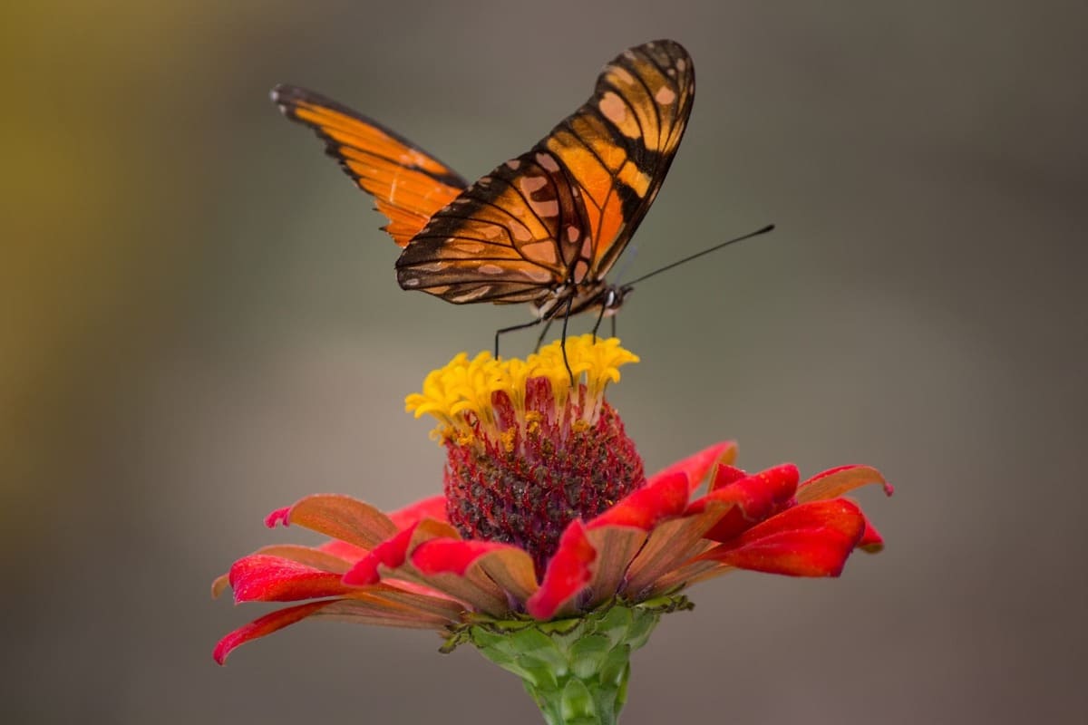 papillon