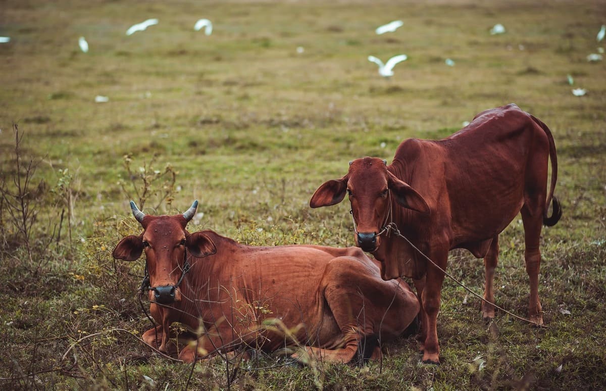 vache