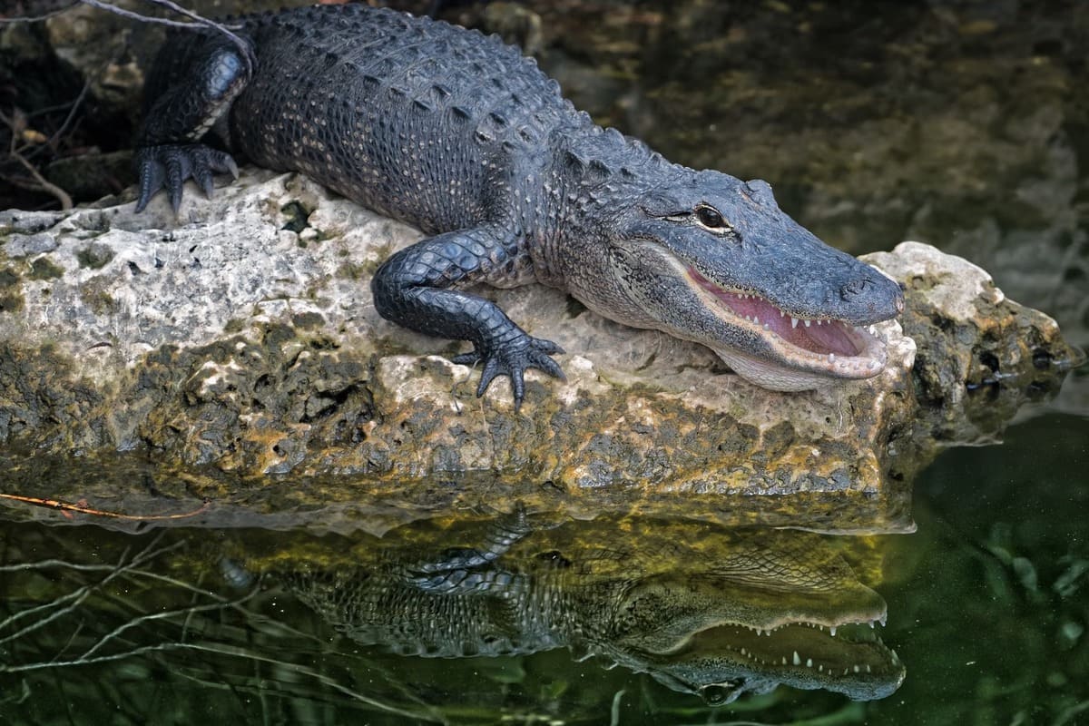 alligators