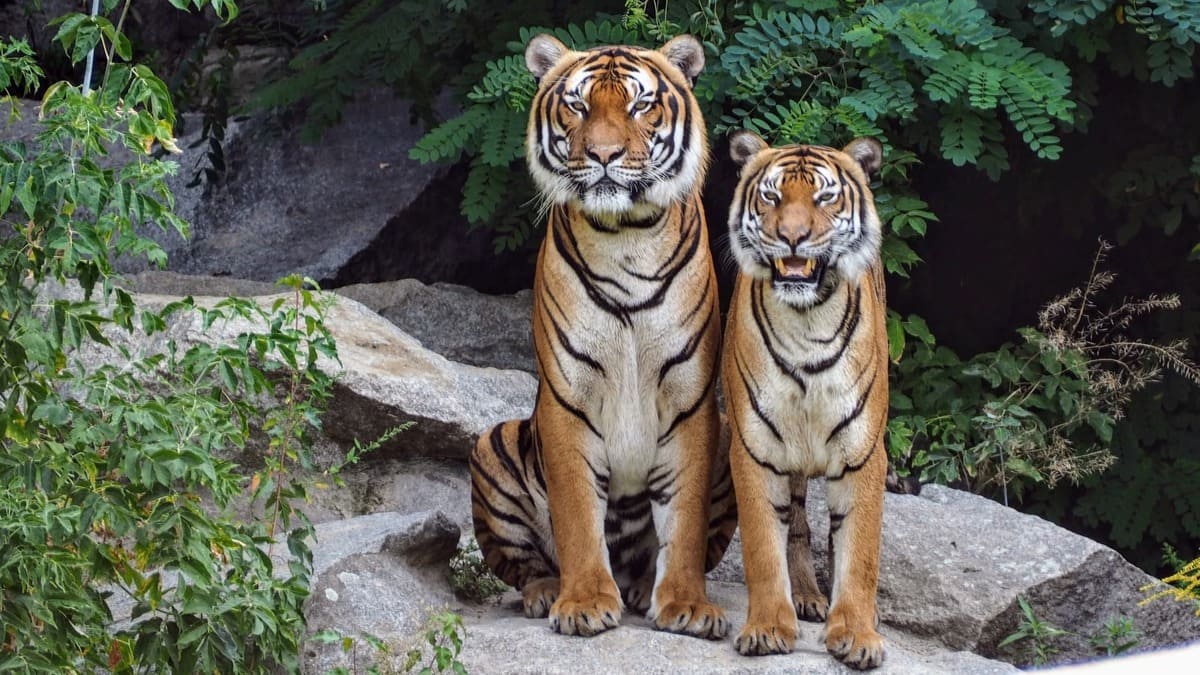 tigres