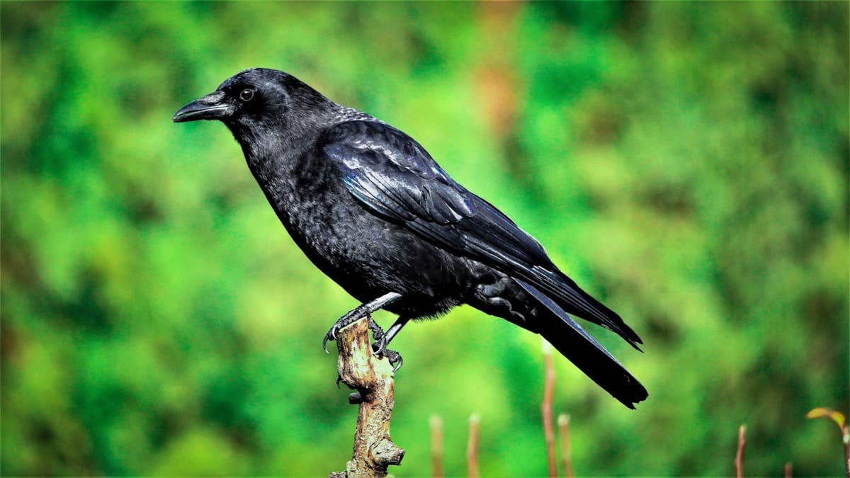 corbeau