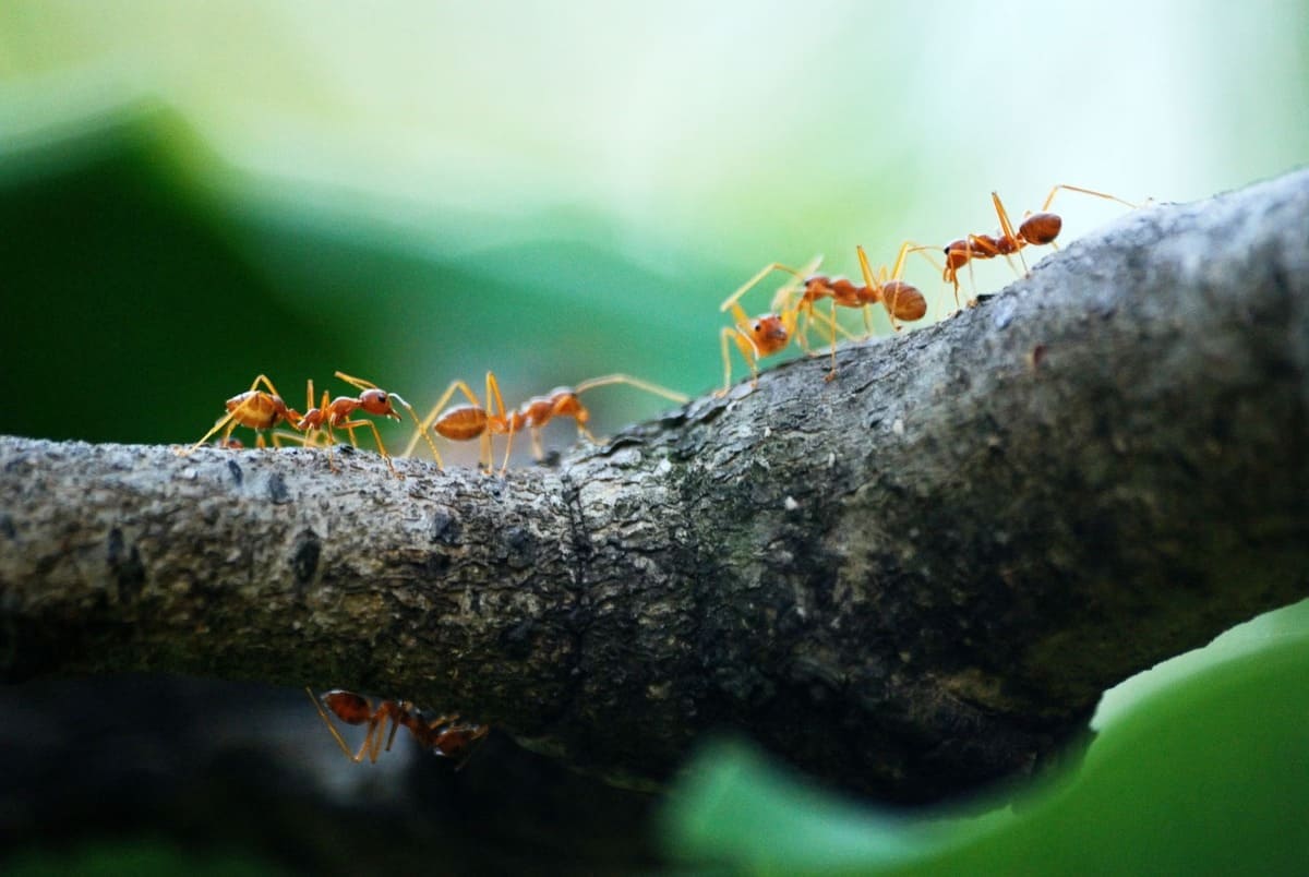 fourmis