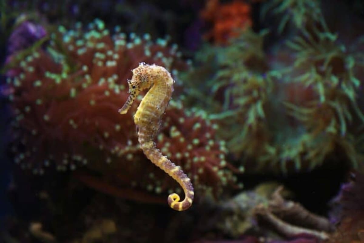 Hippocampe