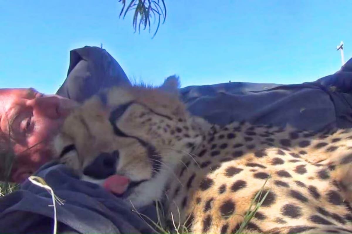 photographe-sieste-calin-guepard