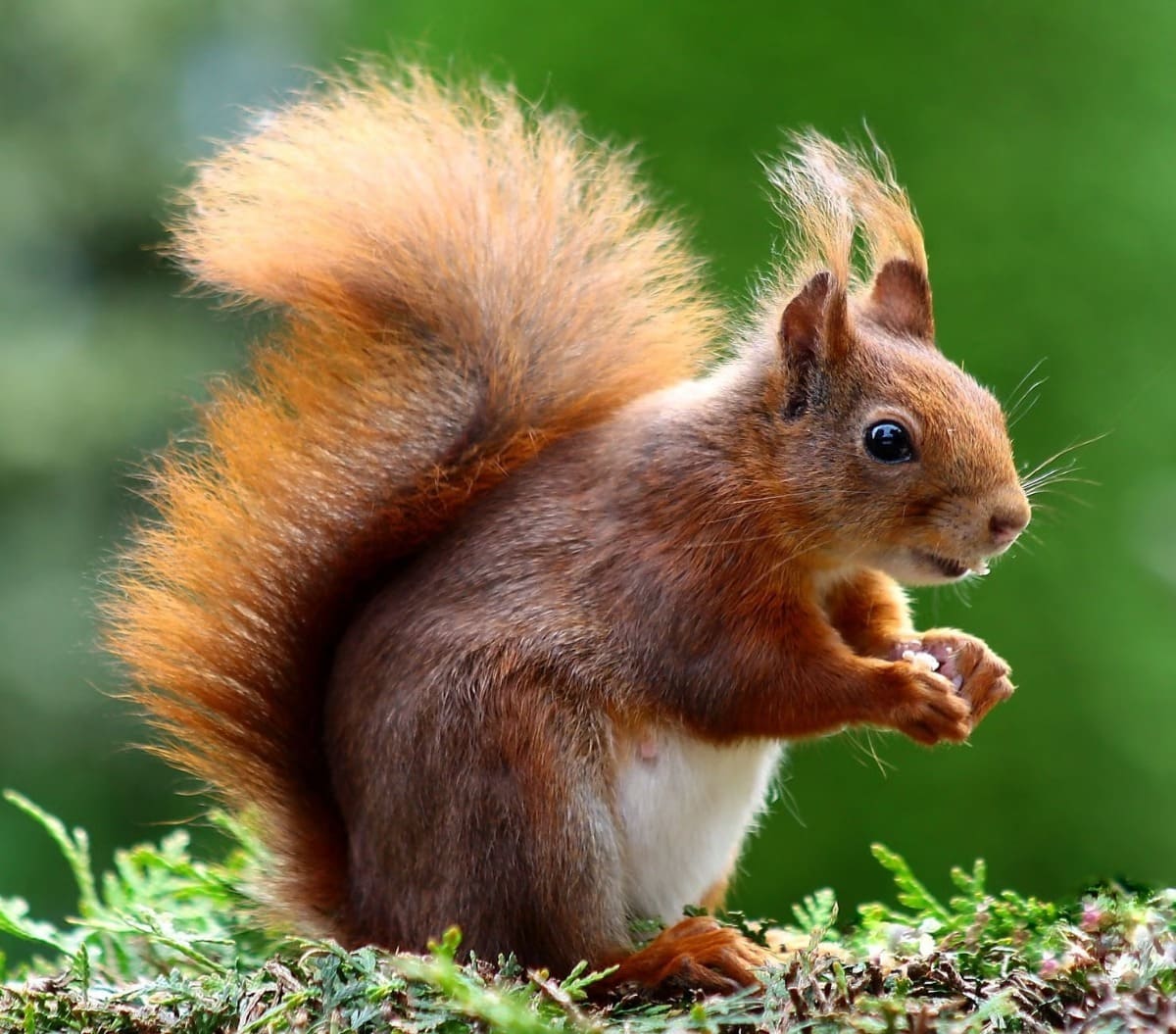 écureuil-animal-mignon-rongeurs
