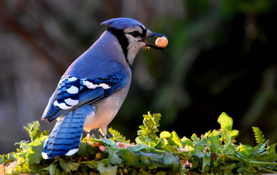 Cet oiseau ne devrait pas exister : les chercheurs n'en croyaient pas leurs yeux