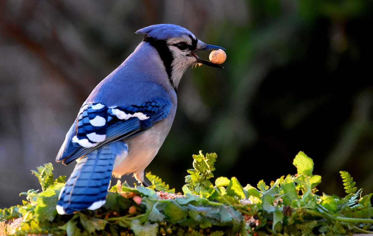 Cet oiseau ne devrait pas exister : les chercheurs n'en croyaient pas leurs yeux