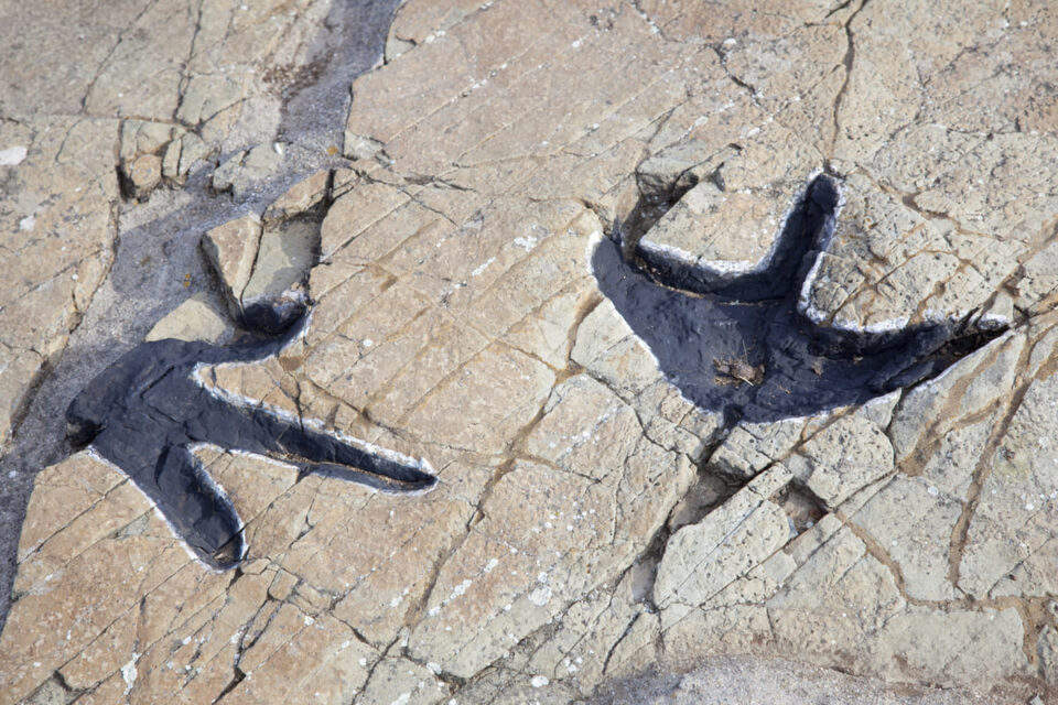 Ces empreintes géantes découvertes en Mongolie forcent les chercheurs à revoir l'histoire des dinosaures