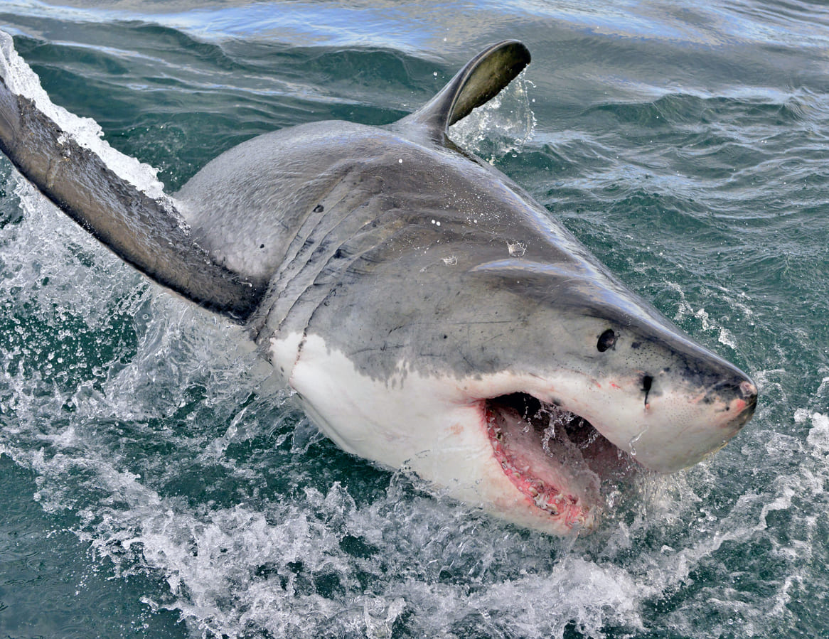 Ce requin géant défie tous les records et fascine les scientifiques