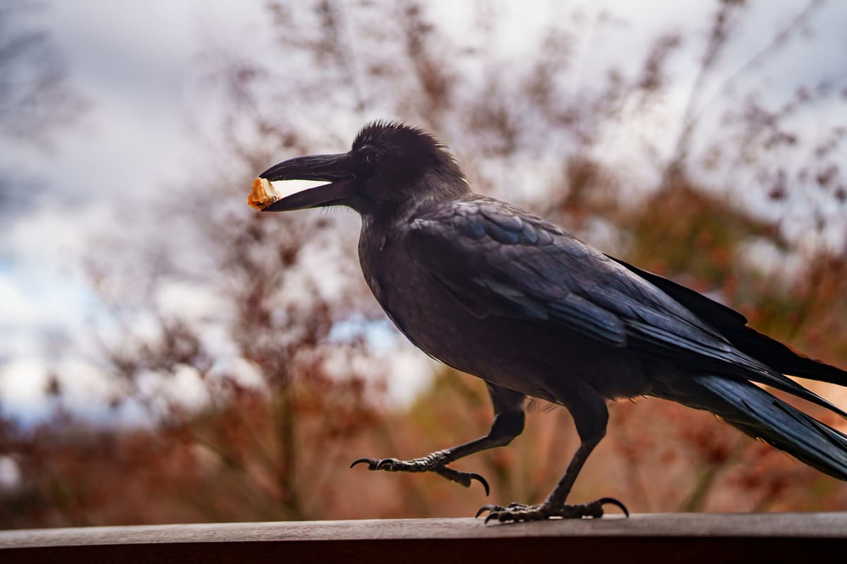 Le corbeau comprend le concept du zéro et fabrique ses outils : l'un des oiseaux les plus intelligents