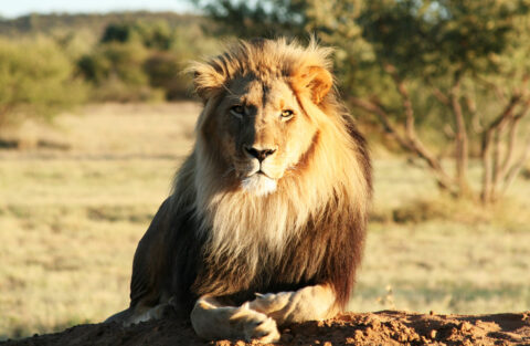 Ce pays est le seul au monde où les lions vivent sur la plage et chassent dans l'océan Atlantique
