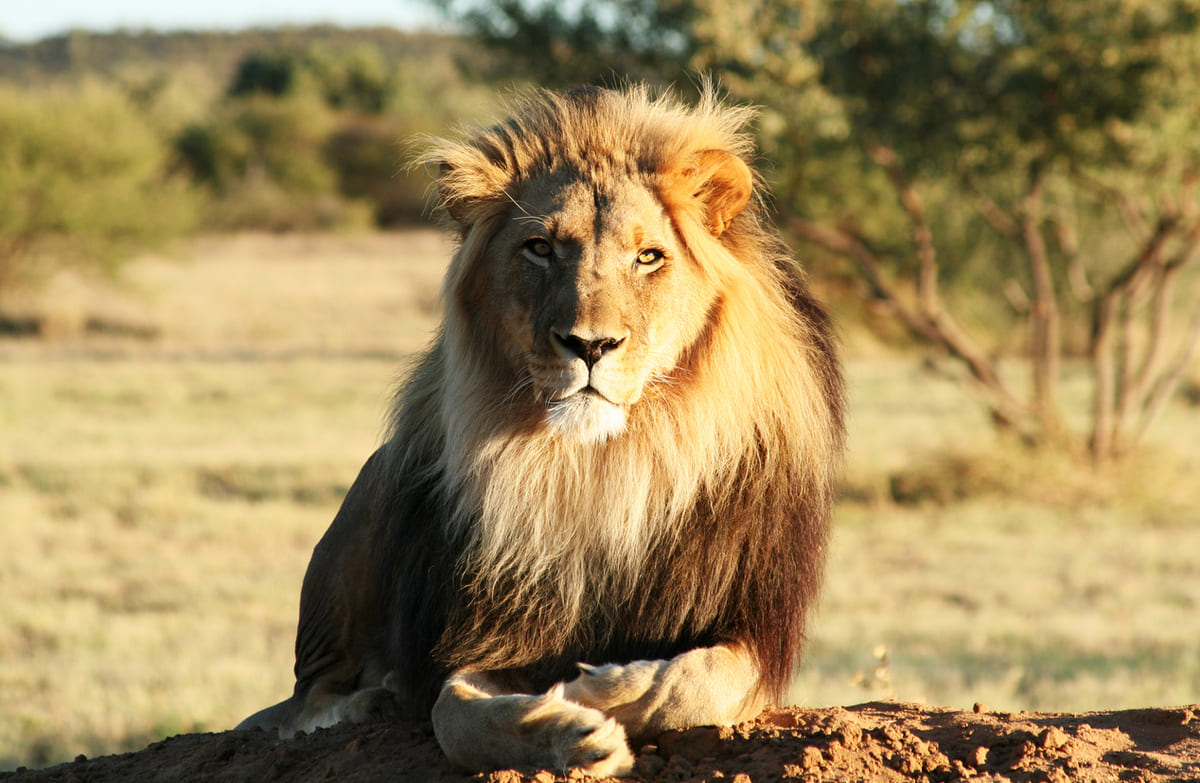 Ce pays est le seul au monde où les lions vivent sur la plage et chassent dans l'océan Atlantique