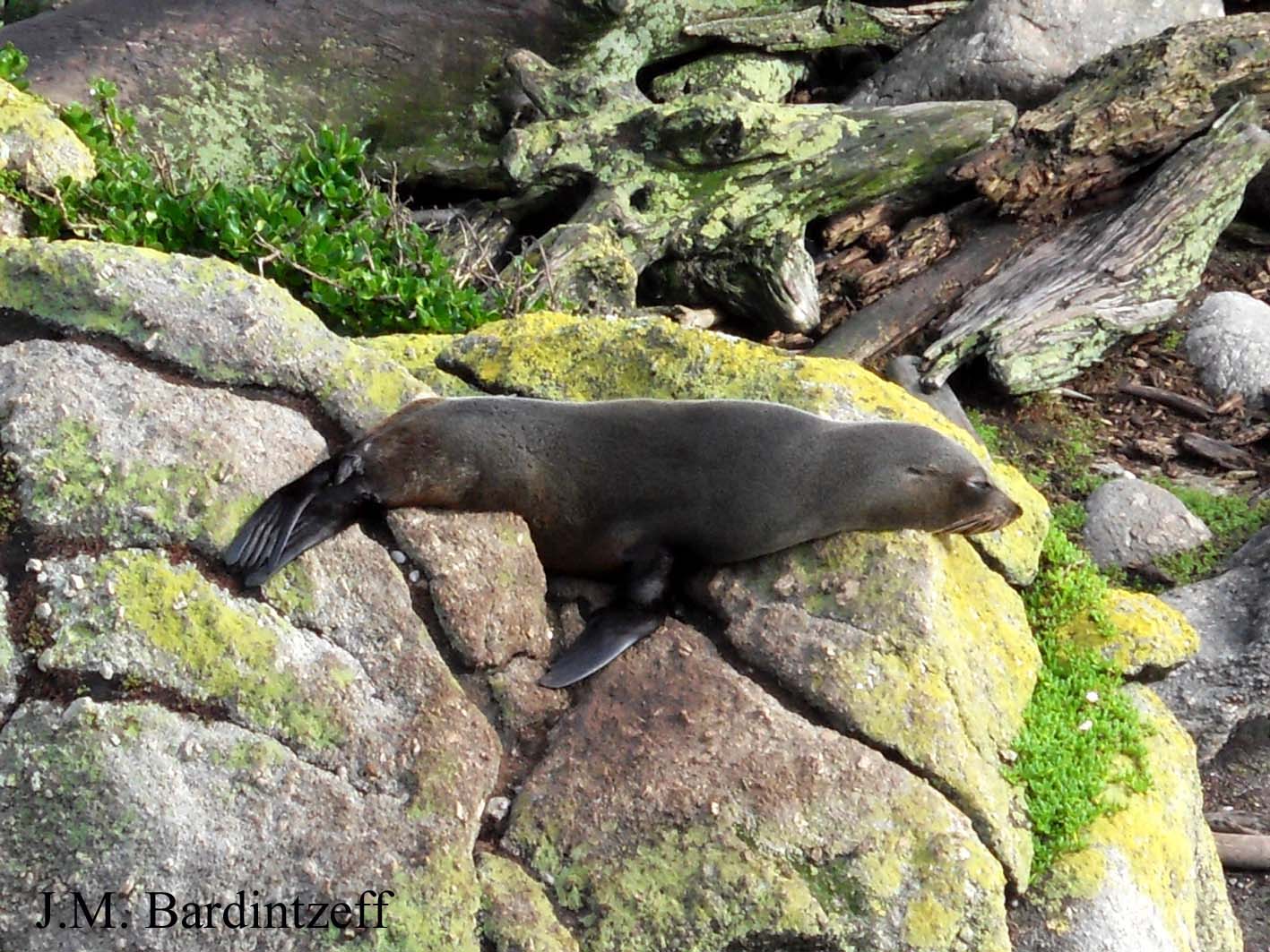 otaries-fourrure-en-nouvelle-z-lande-par-jacques-marie-bardintzeff