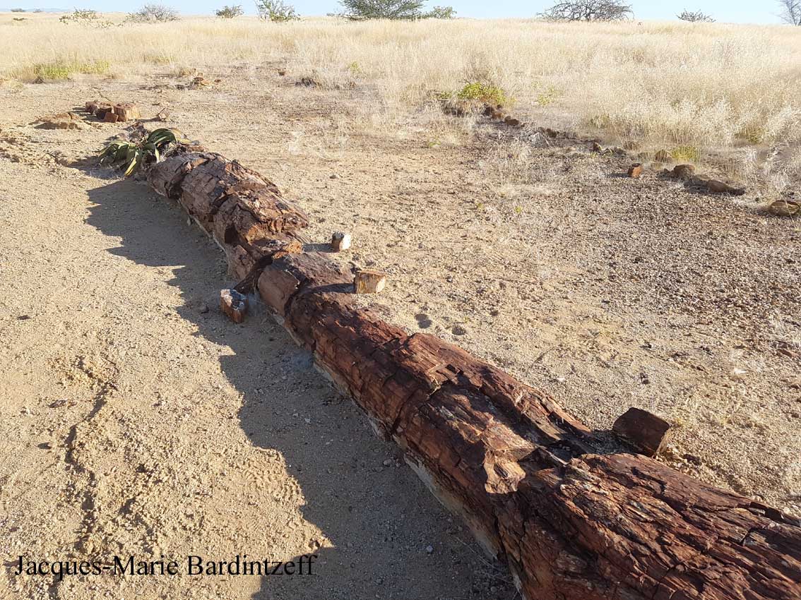 Tronc d'arbre fossilisé dans la Forêt Pétrifiée, Arizona, USA Photo