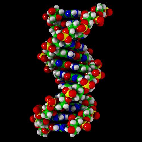 The Structure of DNA. DNA (deoxyribonucleic acid) is a molecule present in cells in the form of chromosomes. It has a distinctive double helix structure whose two parallel, twisted strands are held together by chemical compounds called "bases". There are four bases (adenine, thymine, guanine and cytosine) and the order in which they appear on each strand determines the cell's genetic structure. Almost all living things on earth have a genetic code which is the relationship between this four-letter matrix and the 20 amino acids comprising the cell's protein. This is an artitic representation of the double helix of the DNA molecule.