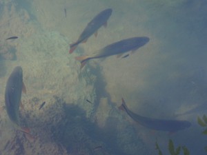 Bonito, Mato Grosso del Sur. Des poissons dans l'eau claire des résurgences karstiques. Clarté des eaux et karst sont choses rares sous les tropiques. A. Gioda, IRD.