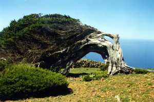 Un arbre du sabinar, une forêt d'une bonne centaine arbres couchés ou tordus par le vent de l'espèce genévrier de Phénicie qui se trouve au-dessus de la côte occidentale d'El Herrio. Cliché de 2003 A. Gioda, IRD.