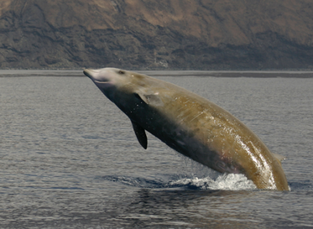Baleine à bec de Cuvier (Ziphius cavirostris) dans la zone marine de la Réserve de la Biosphère d'El Hierro. Mar de las Calmas. © Natacha Aguilar, Universidad de la Laguna (ULL). 