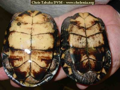Dimorphisme sexuel chez une tortue semi-aquatique de l'espèce Clemmys muhlenbergii. C'est la tortue des tourbières nord-américaines. La femelle bien plus grande que le mâle est à gauche. ©Ch. Tabaka pour Chelonia.org.muhlenbergisexua