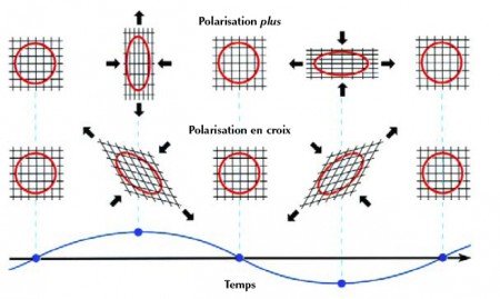 La nature quadripolaire des ondes gravitationnelles. La figure montre l’effet d’une onde gravitationnelle parvenant perpendiculairement au plan d’un anneau de particules test. Selon la relativité générale, les ondes gravitationnelles peuvent adopter deux motifs particuliers, ou états de polarisation. La polarisation du haut, dite "plus", dilate et contracte alternativement l’anneau sans changer la direction de ses axes principaux ; la polarisation du bas, dite "en croix", tourne de 45° les directions de compression et d’étirement. 