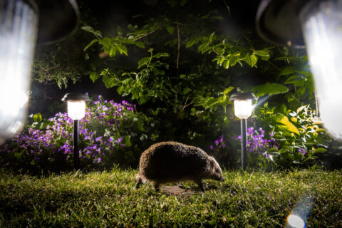 Ce petit visiteur de la nuit peut transformer votre jardin