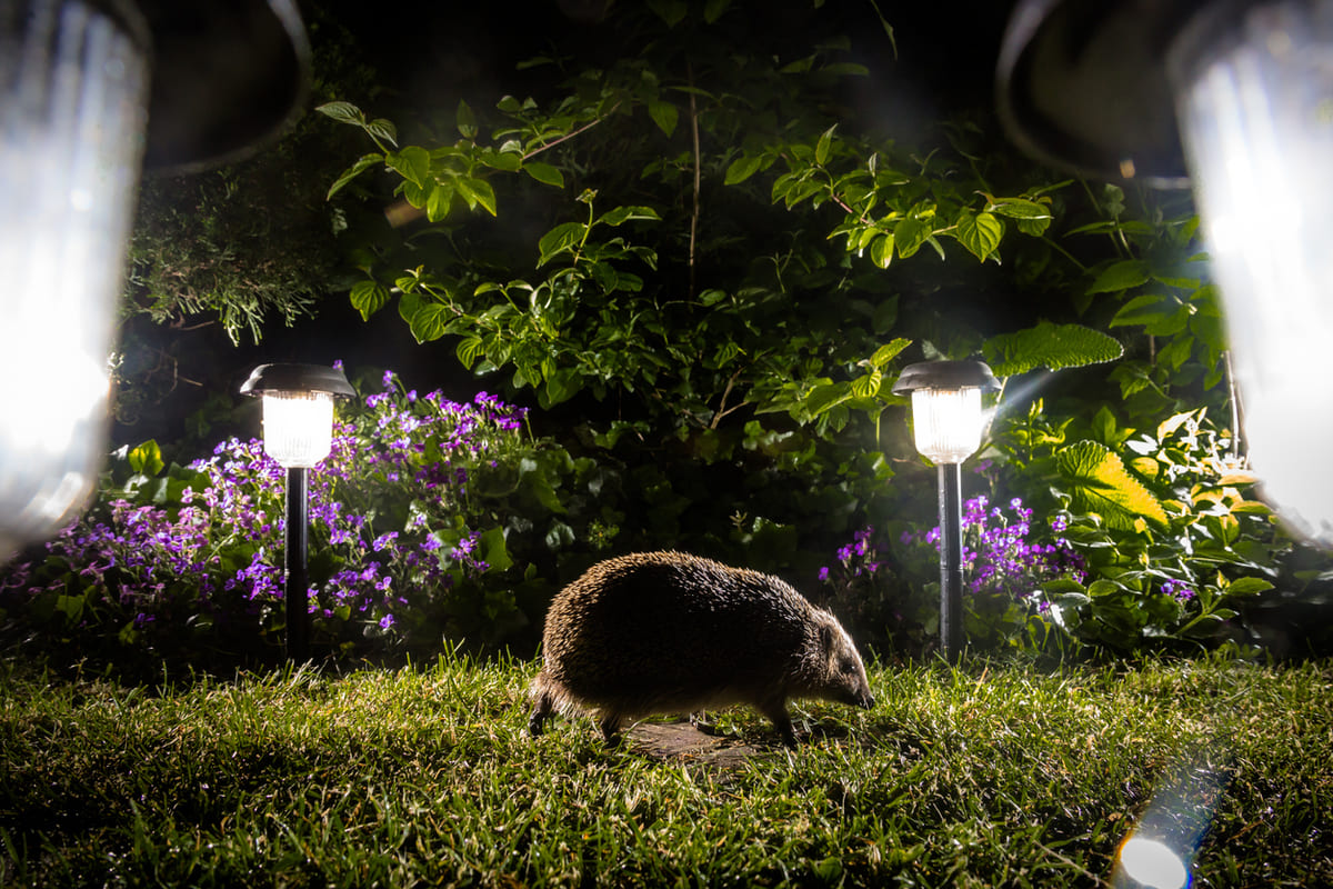 Ce petit visiteur de la nuit peut transformer votre jardin