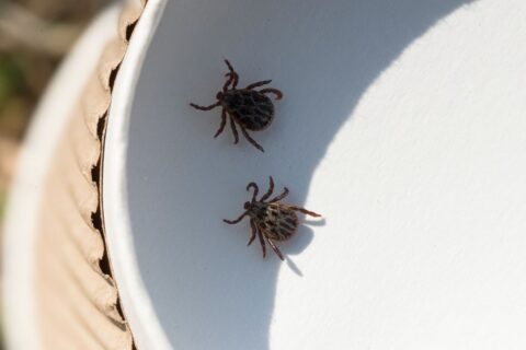 Mites dans la cuisine et les placards