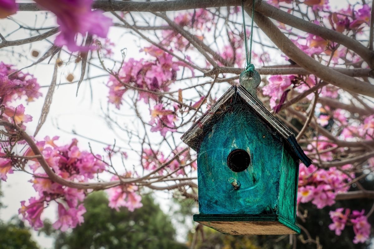 Installer un nichoir dans son jardin