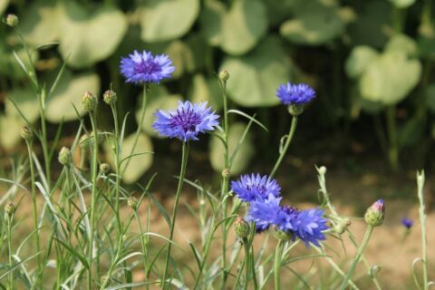 Cette fleur bleue à croissance éclair attire les pollinisateurs