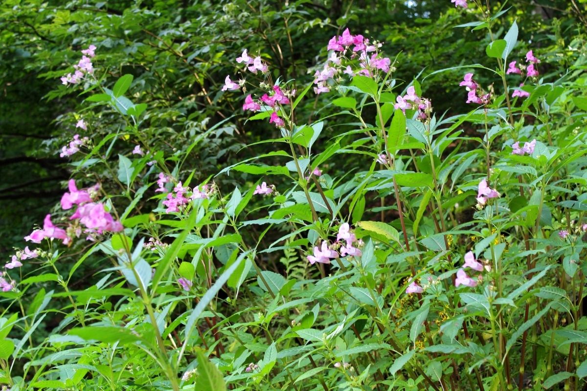 Cette fleur rose très prisée des jardins est désormais bannie en Europe