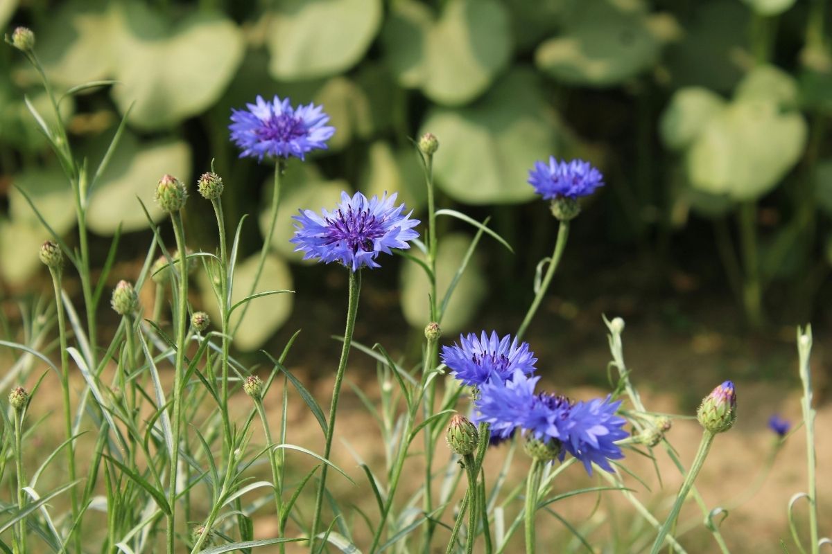 Cette fleur bleue à croissance éclair attire les pollinisateurs