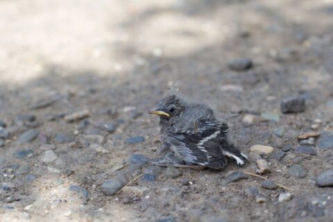 Vous trouvez un oisillon au sol ?