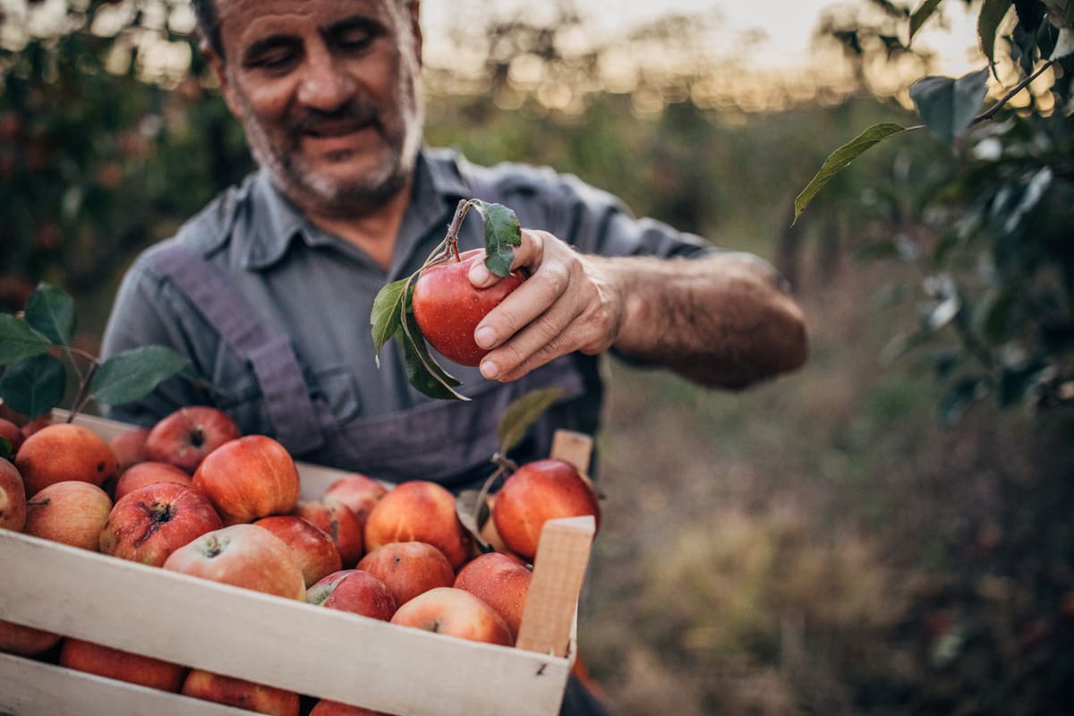 Cet engrais naturel méconnu pourrait booster les récoltes de vos fruitiers