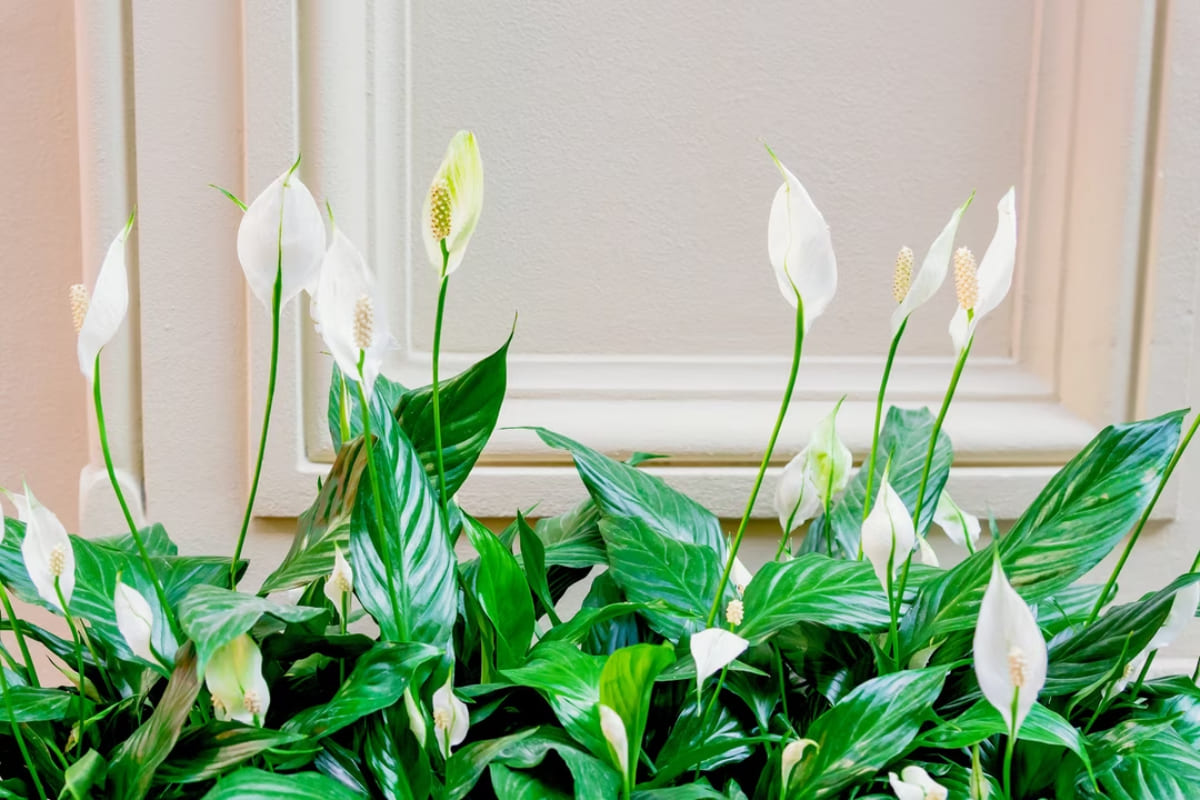 Spathiphyllum