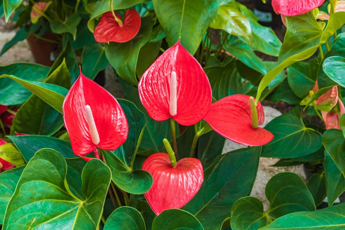 anthurium