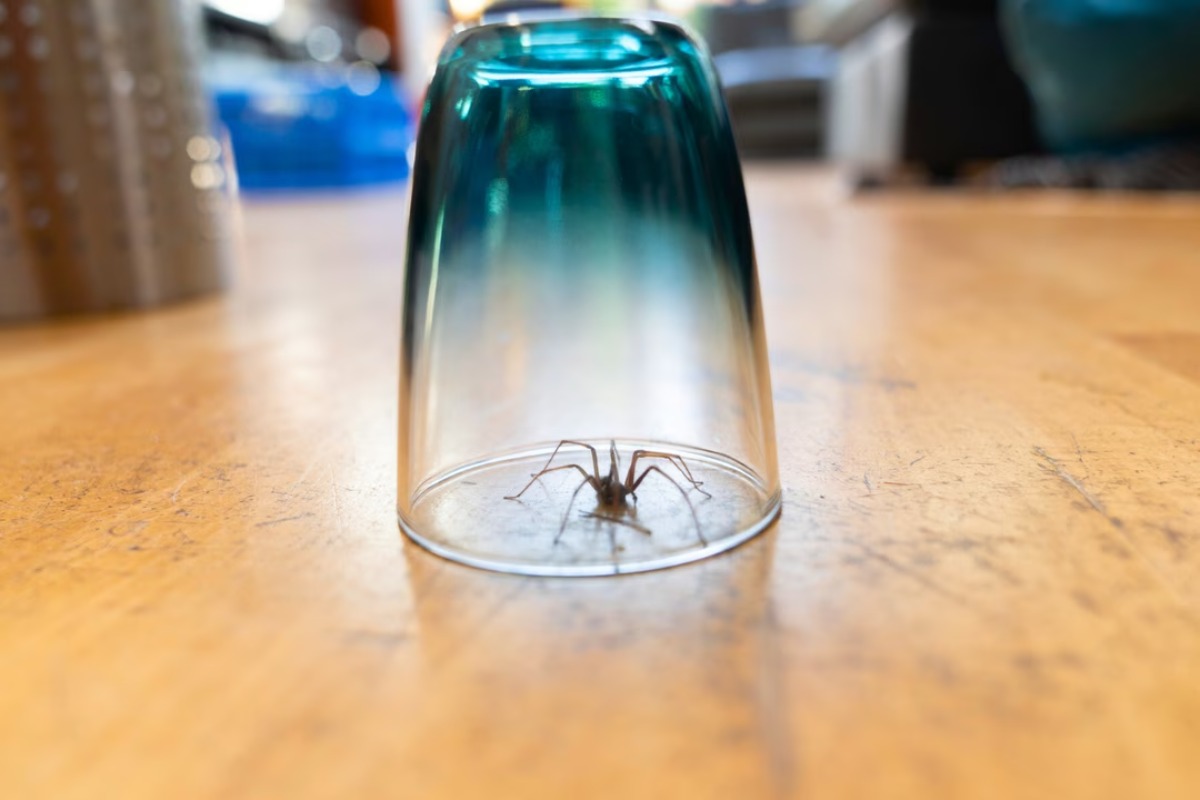 araignee-maison-