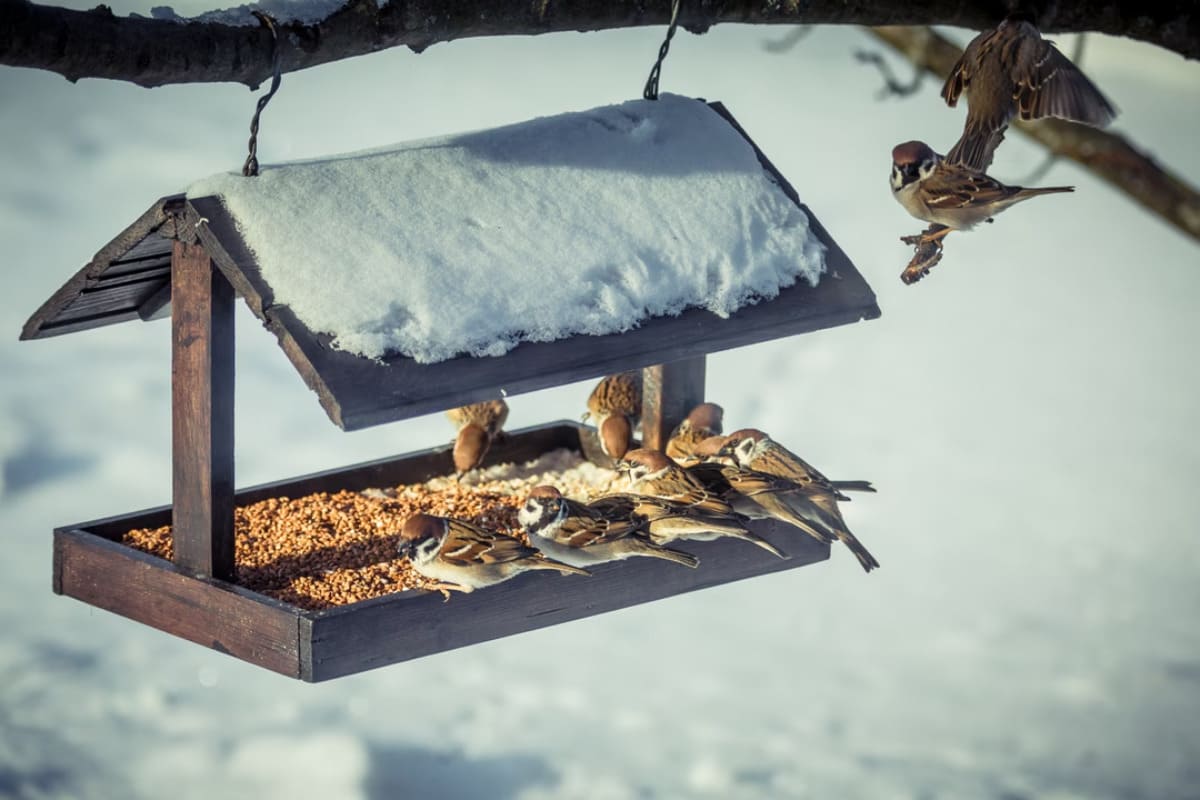 bien-nourrir-oiseaux-hiver-2