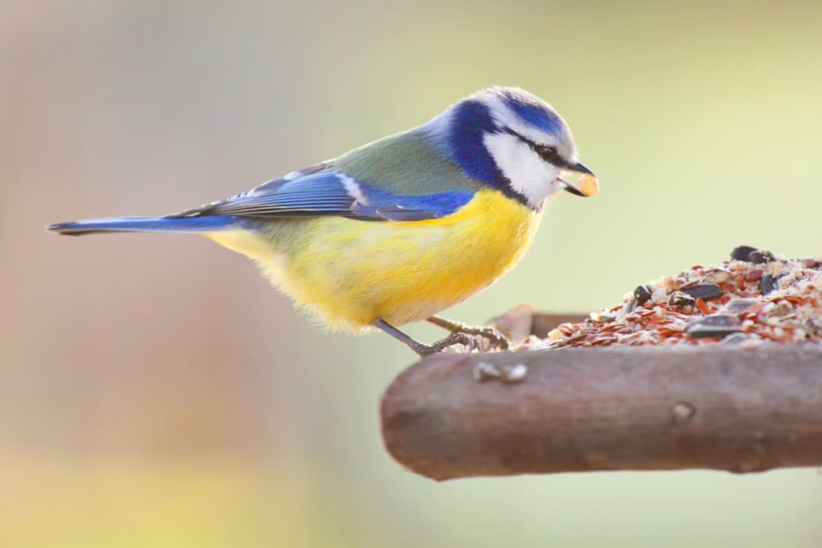 bien-nourrir-oiseaux-hiver-3