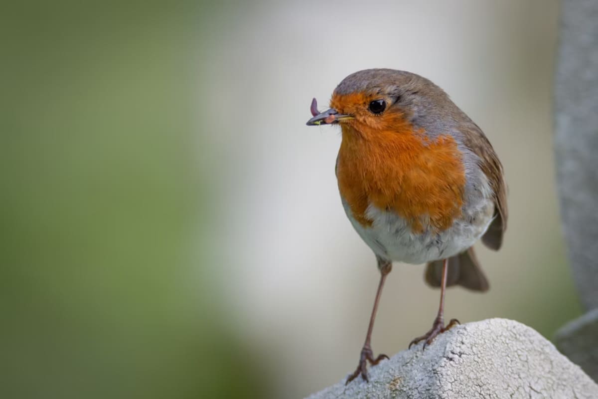 bien-nourrir-oiseaux-hiver-5