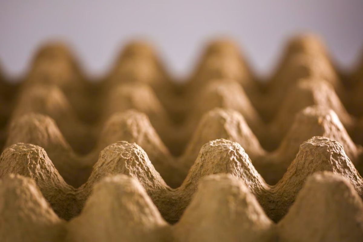 boite-oeufs-compostage