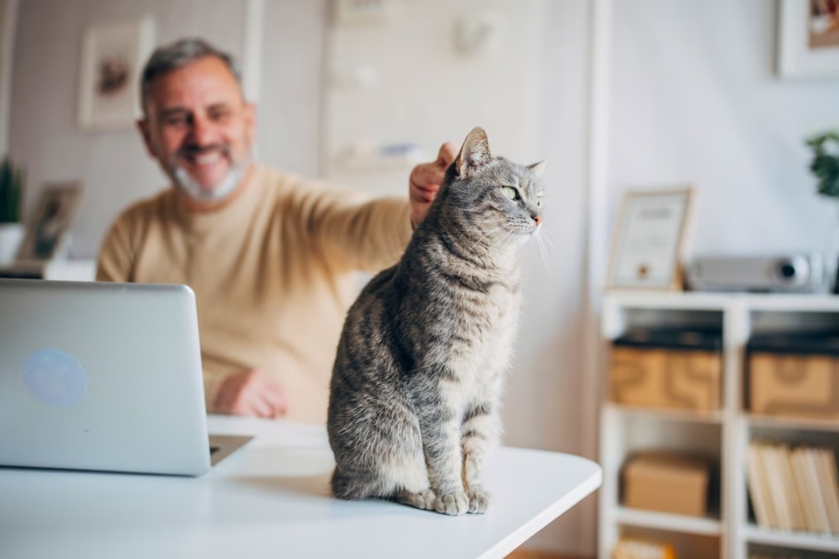 chat-heureux-appartement