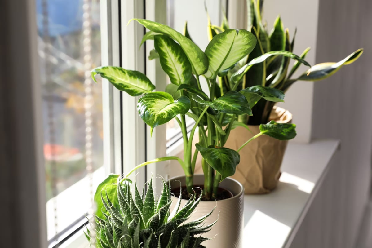 dieffenbachia