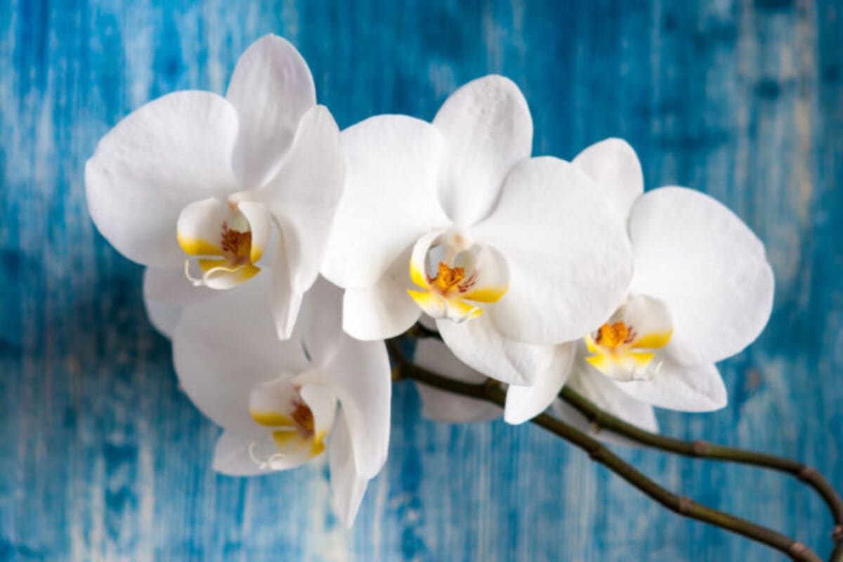 faire-refleurir-une-orchidee-1-615x410