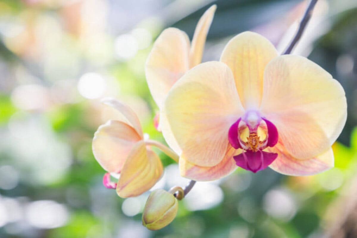 faire-refleurir-une-orchidee-2-615x410