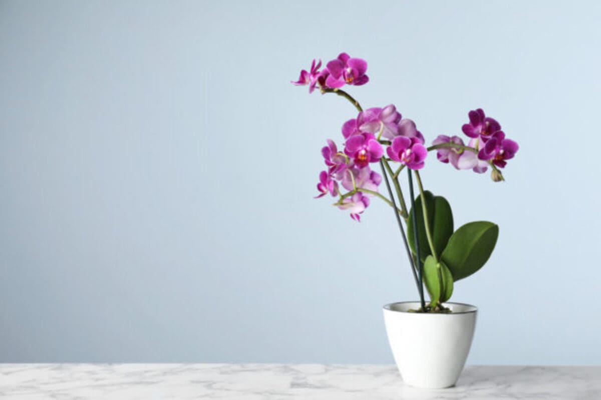 faire-refleurir-une-orchidee-3-615x410