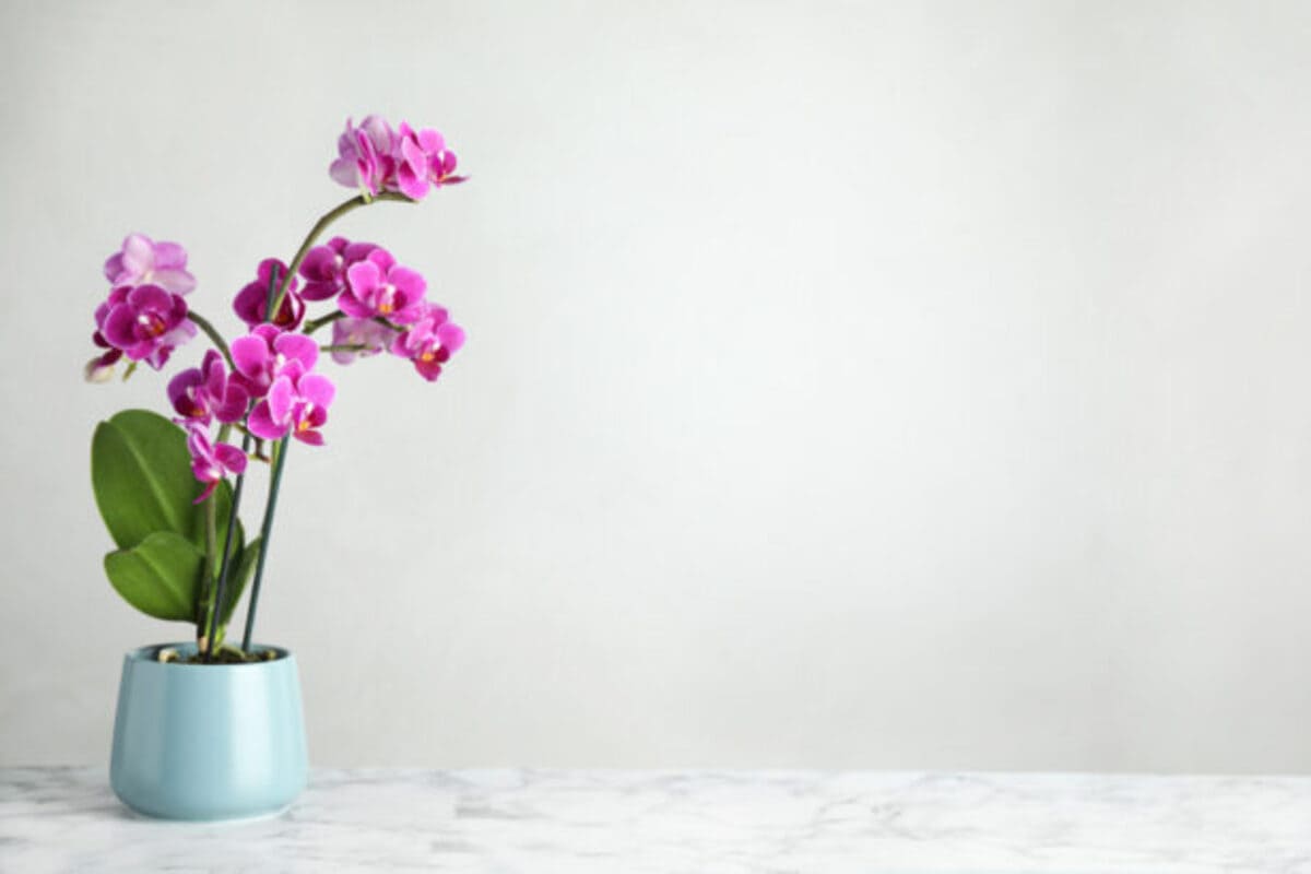 faire-refleurir-une-orchidee-4-615x410