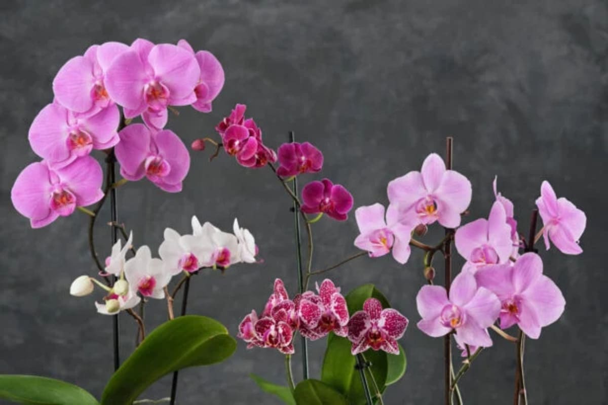 faire-refleurir-une-orchidee-6-616x410