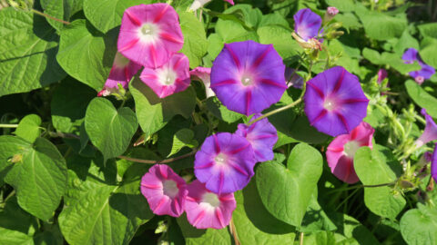 ette mauvaise herbe détestée peut pourtant faire exploser les récoltes